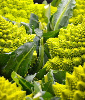 CAVOLFIORE ROMANESCO