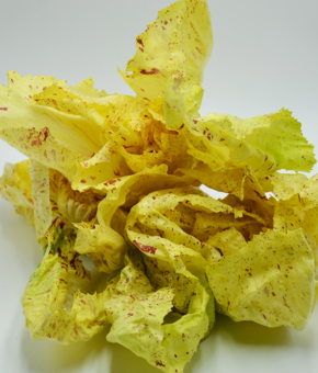 RADICCHIO DI CASTELFRANCO