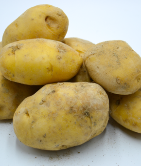 PATATE GIALLE