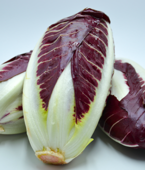 RADICCHIO PRECOCE DI TREVISO