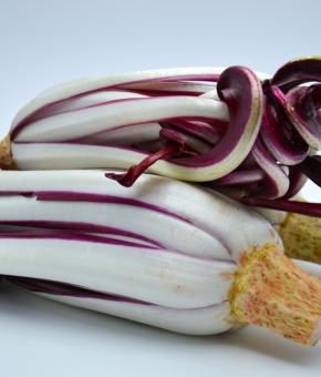 RADICCHIO TARDIVO DI TREVISO