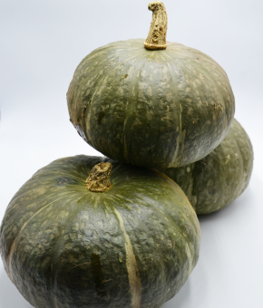 ZUCCA DELICA