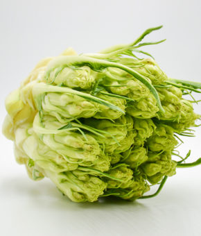 PUNTARELLE